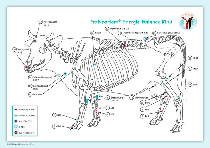 Akupunktur-Tafel Schwein