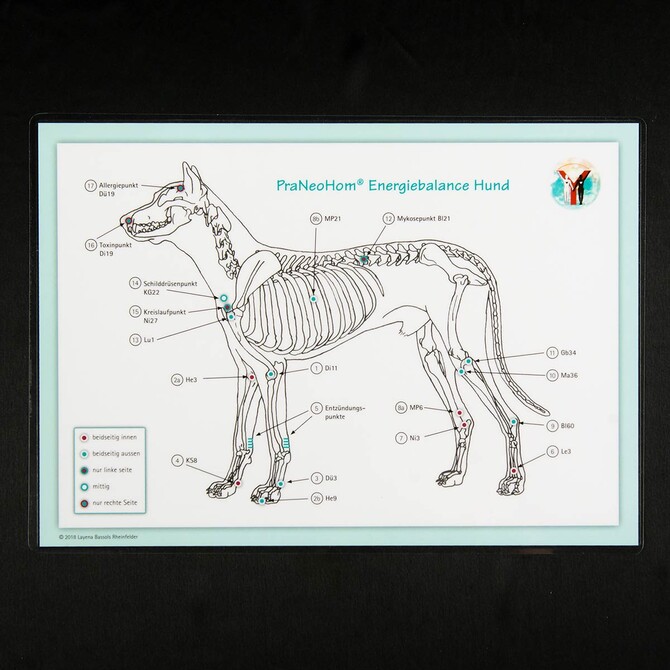 Akupunktur-Tafel Hund