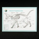 Akupunktur-Tafel Katze