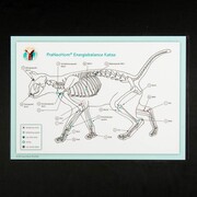 Akupunktur-Tafel Katze