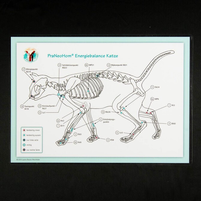 Akupunktur-Tafel Katze