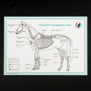 Akupunktur-Tafel Pferd